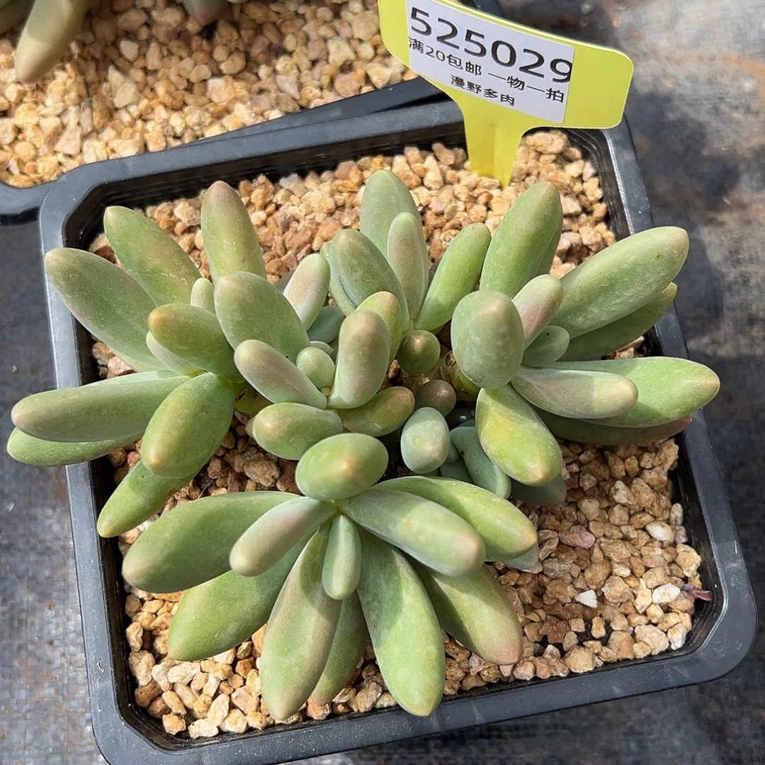 525029 糖果美人特价