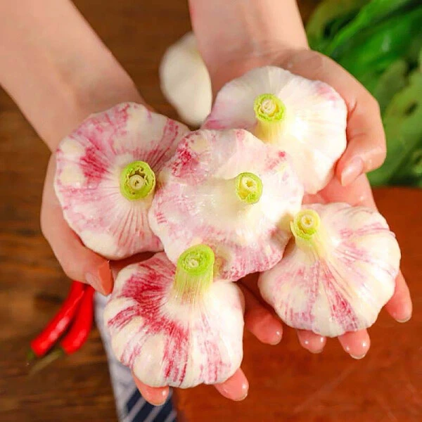 【新鲜湿蒜】云南紫皮大蒜现挖蔬菜调料烧烤食材火锅食材糖蒜腊八蒜