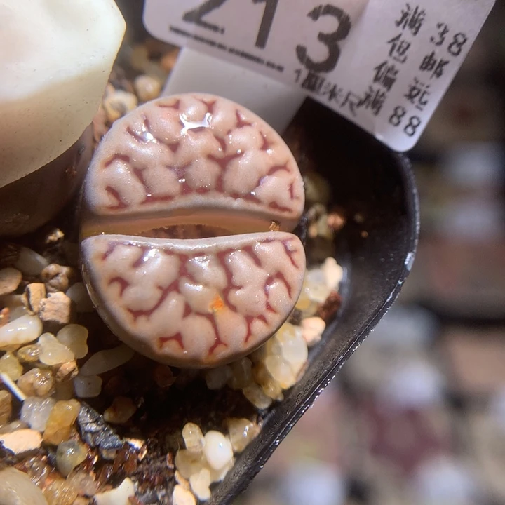 精品生石花118.213