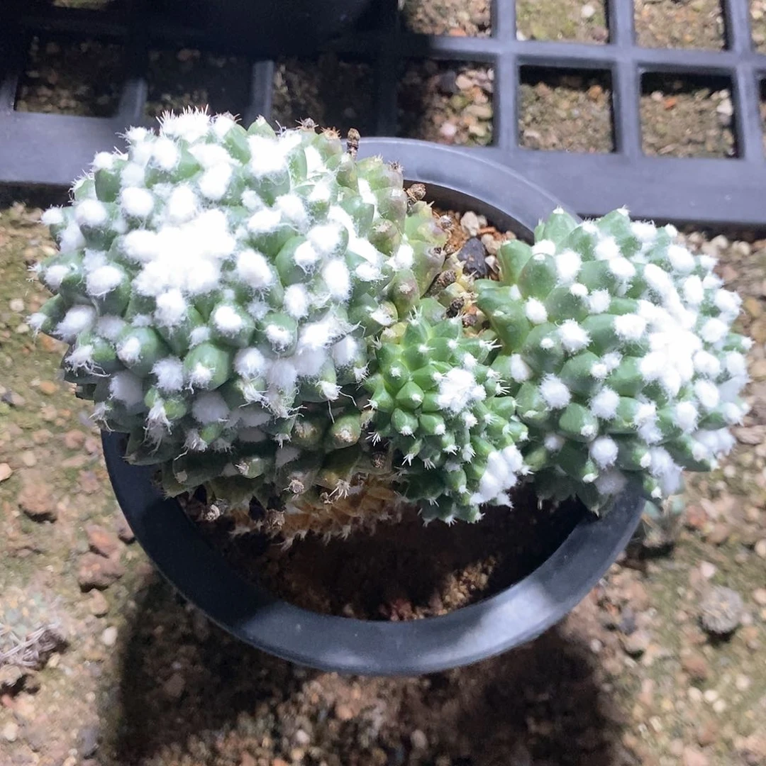 净*哈哈哈哈哈哈哈哈哈