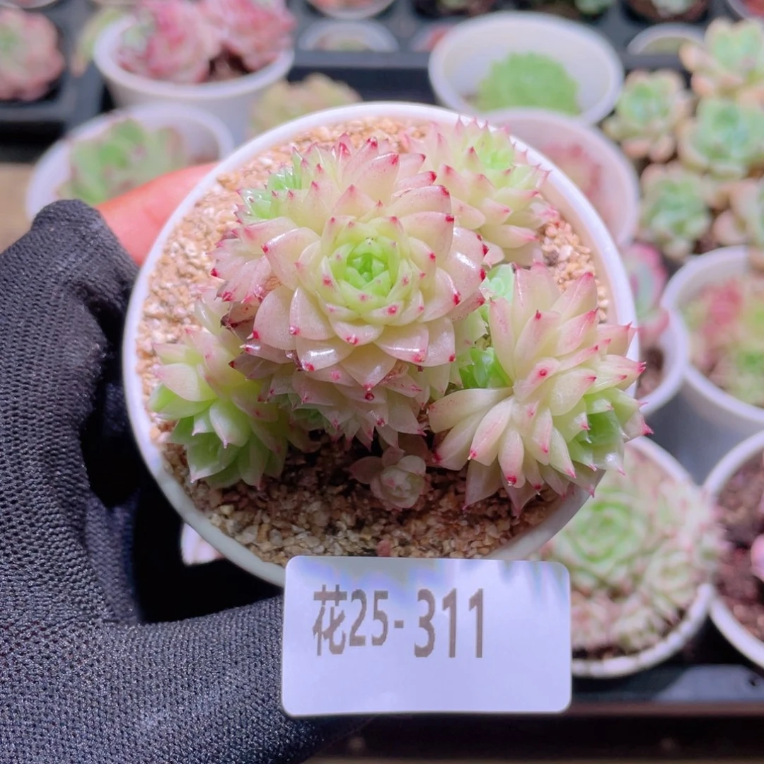 花利美25-311麦秆