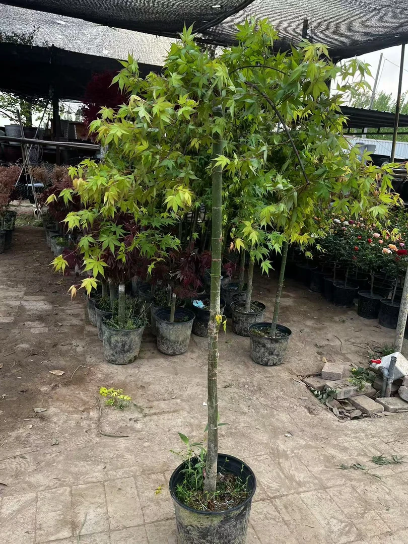 精品流泉枫 可庭院地栽 室内盆栽 绿化景观