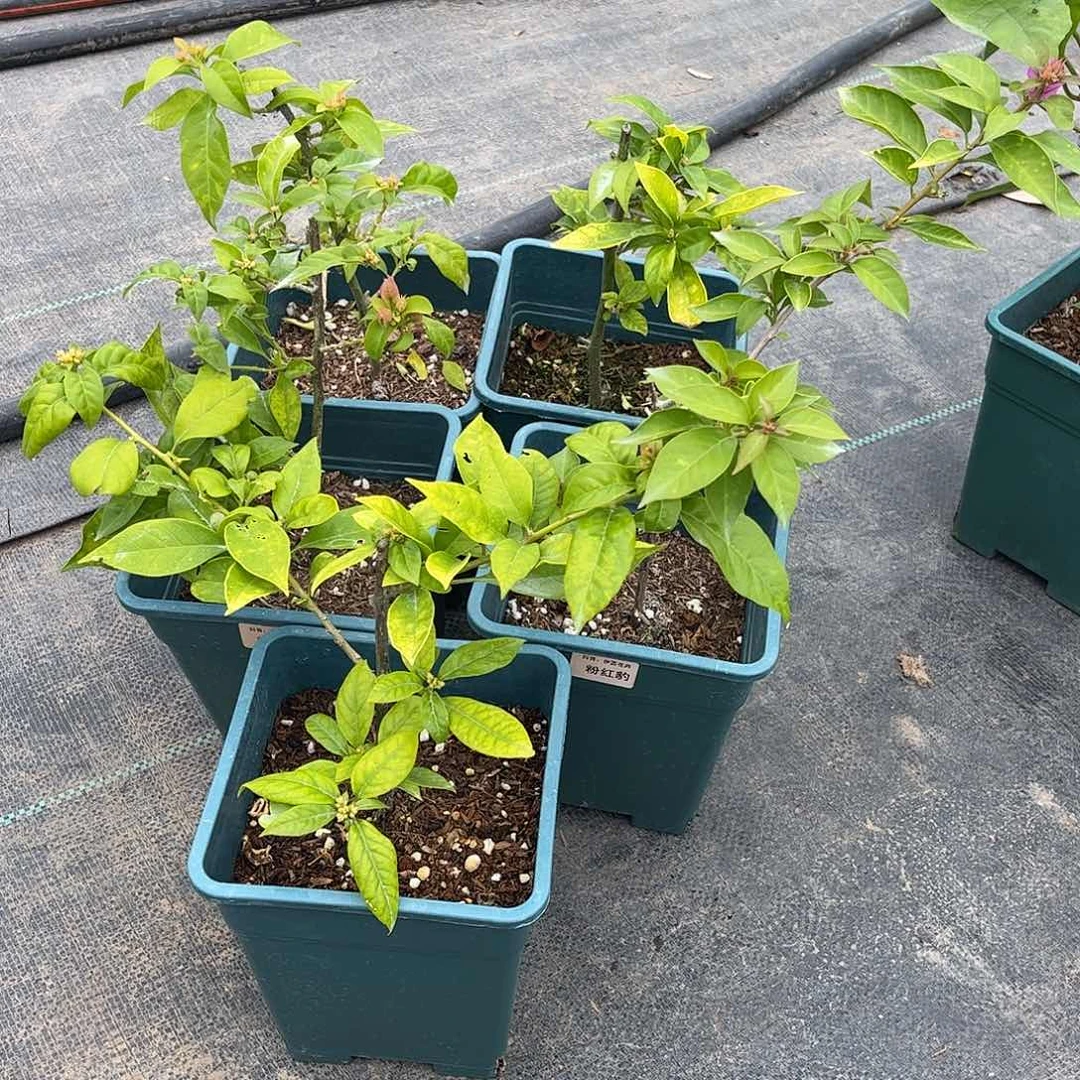 当前无花栽培后可以开花【粉红豹一颗】随机发货福利款不售后