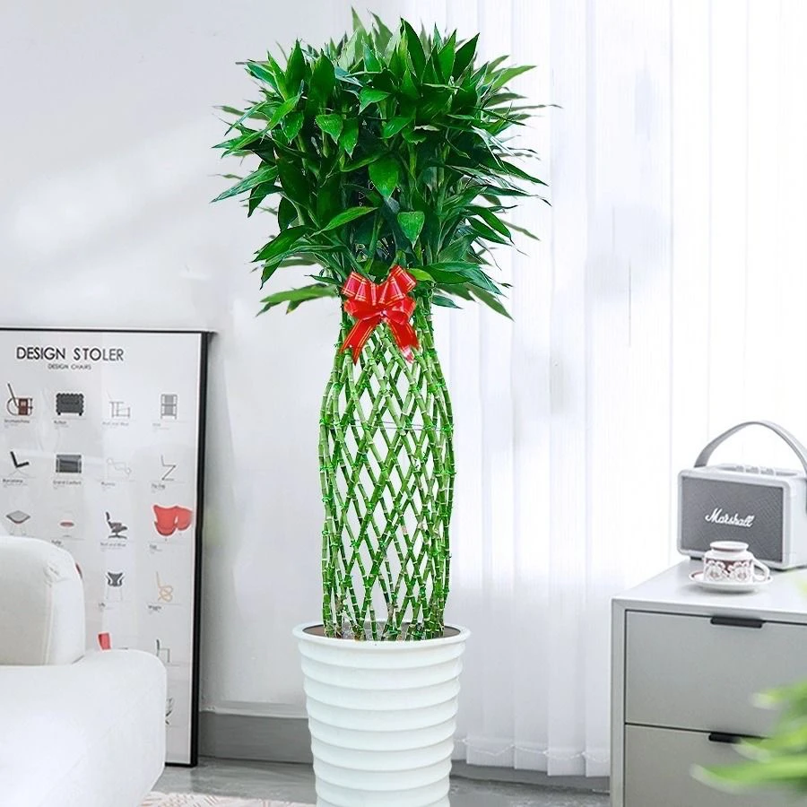 绿植盆栽富贵竹1.6米左右1盆