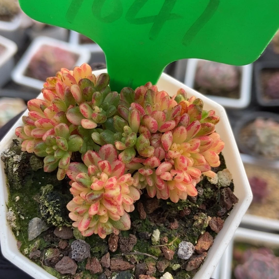 1041小人祭锦多肉植物