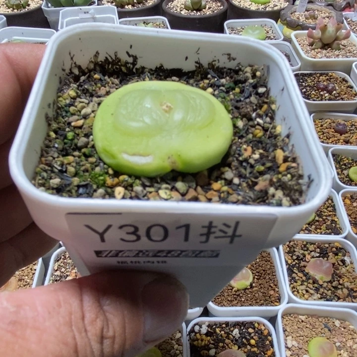 肉***宠拉登一物一拍301号3.5厘米左右