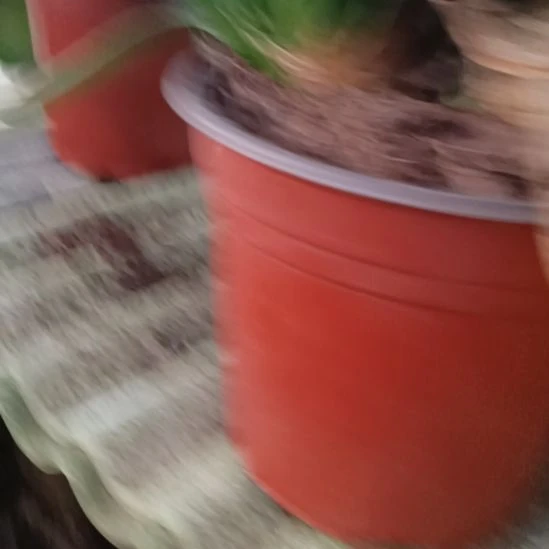 毛兰垂笑精品三个头