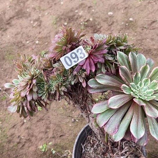 吉***意多肉植物一个水093