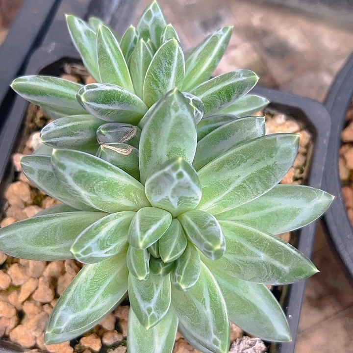 青花瓷美人系列一物一拍多肉