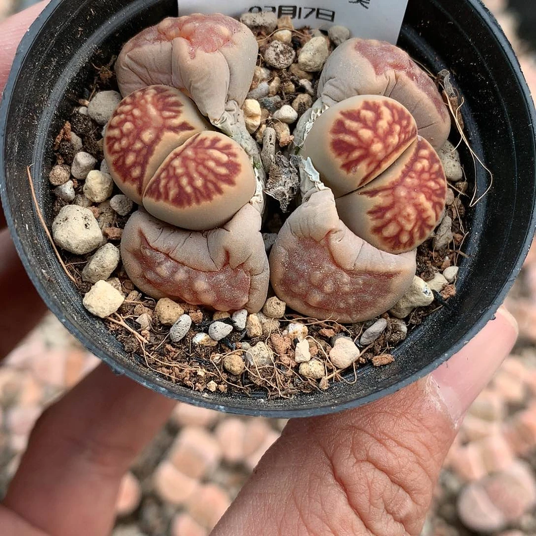 W397的人多肉植物保护