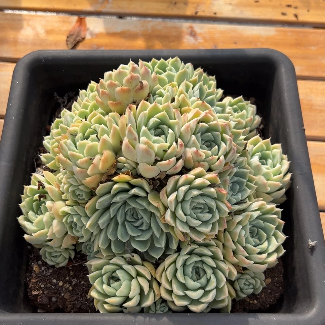 多肉植物多头白月影