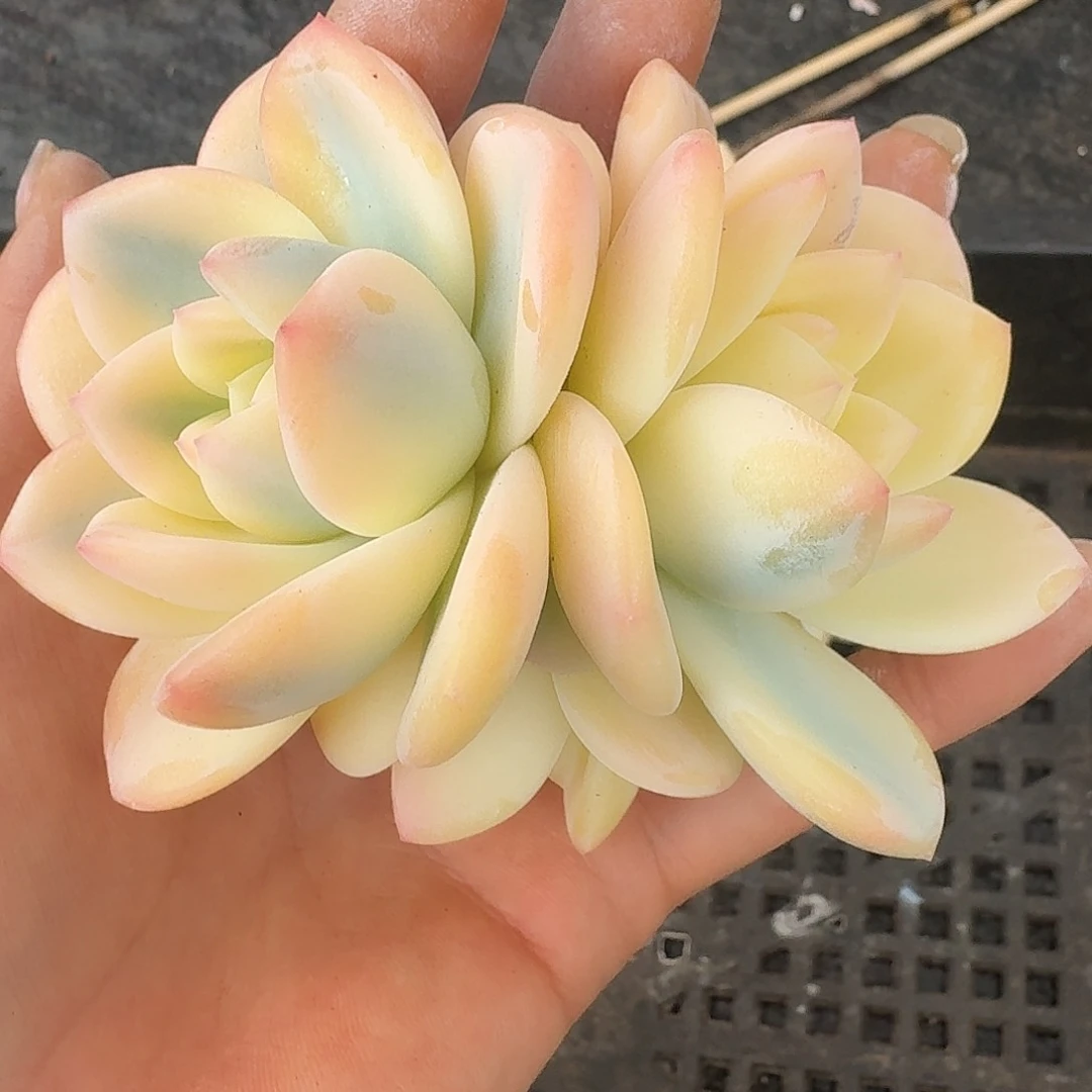 橙梦露宽锦一物一拍