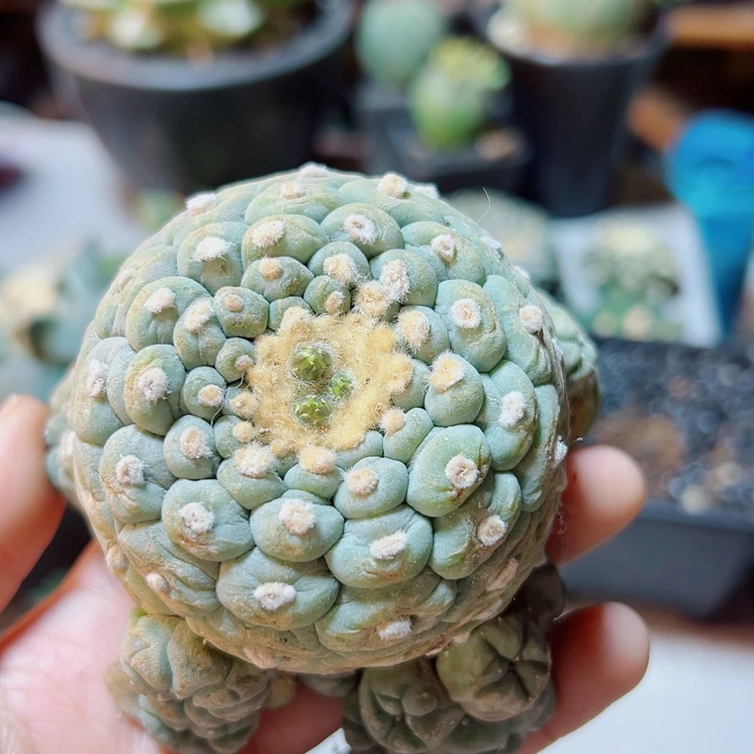 晚17号自根小尤佛头银