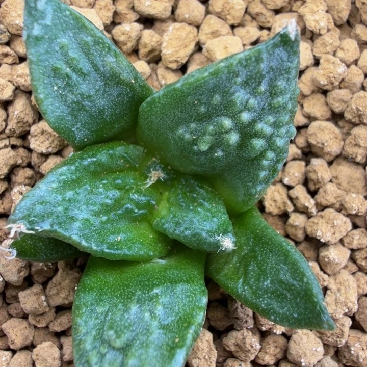 超超哥怒千里马苗