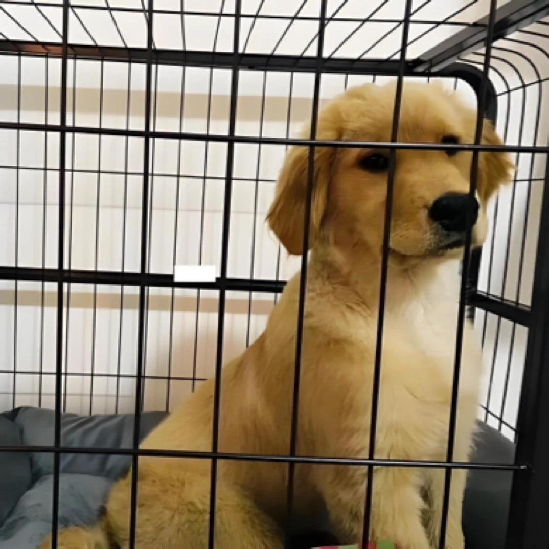 宠物狗笼子，宠物狗笼子
