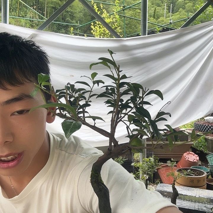 可***茜无花朵金蛋子容易成活