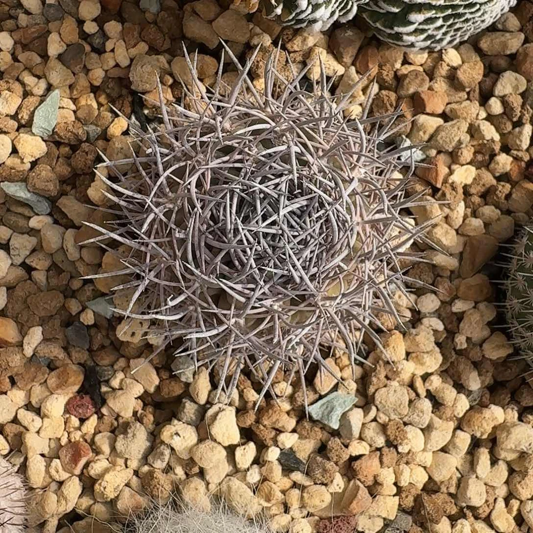 直播间，专拍，专拍