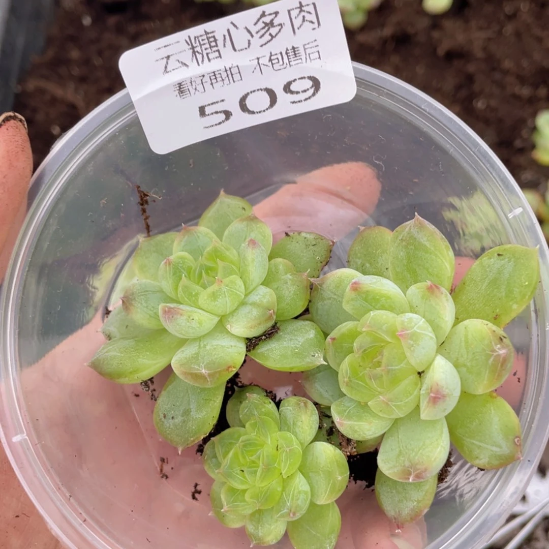 云糖心多肉植物509