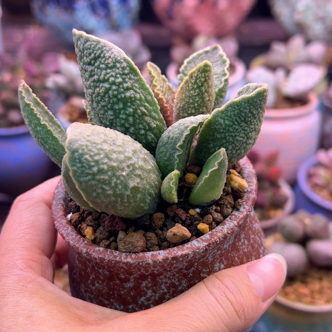 收***伪绿皮。   带盆。