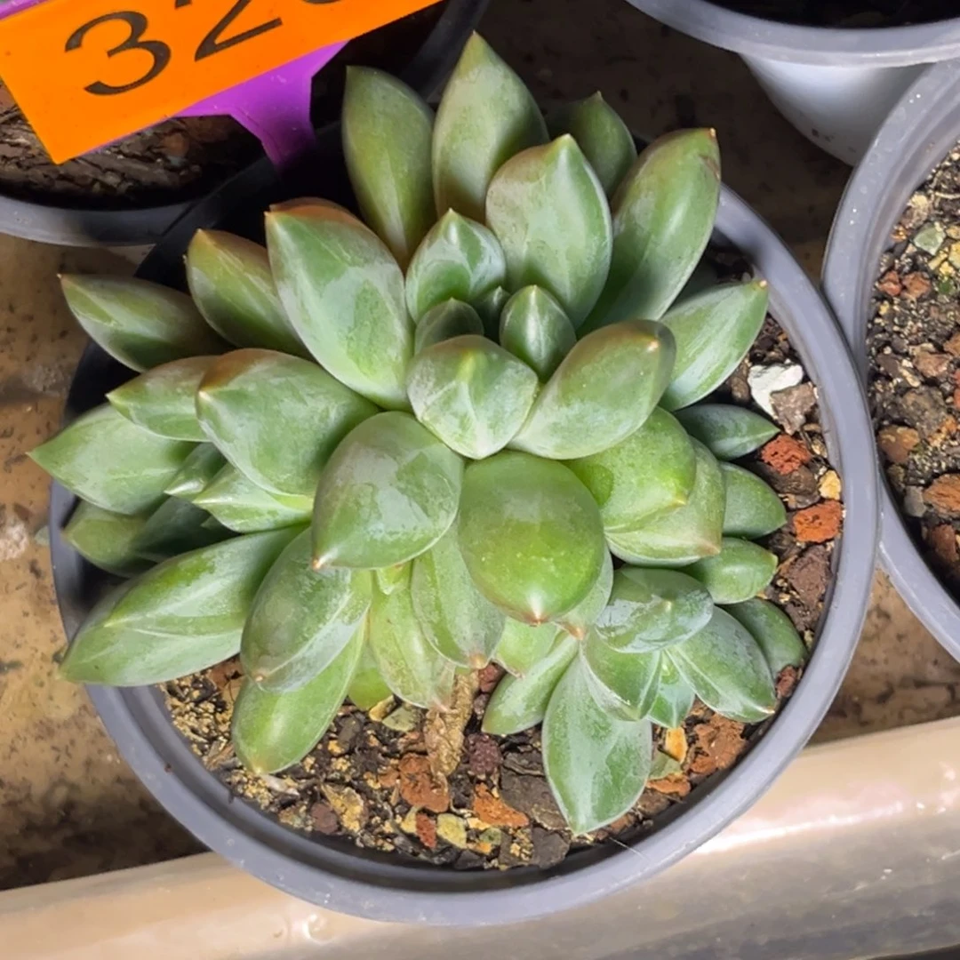 多肉植物重楼群326