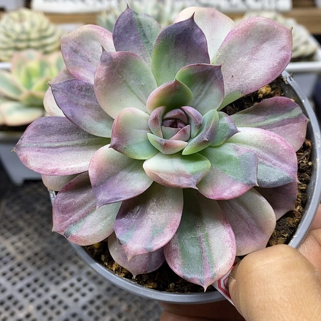 24131 紫水晶花脸锦 需延时发货