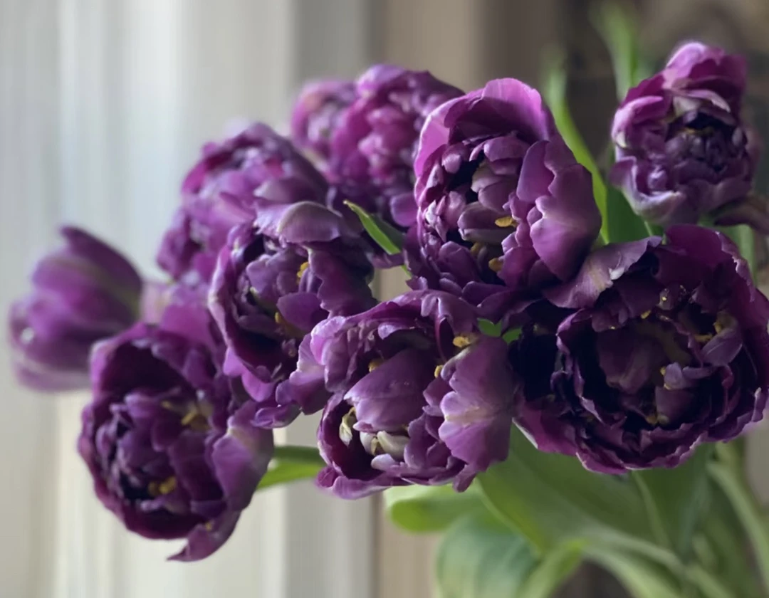 紫色重瓣梦幻耐看郁金香10支高贵的爱昆明基地直发（8+2支防损耗）