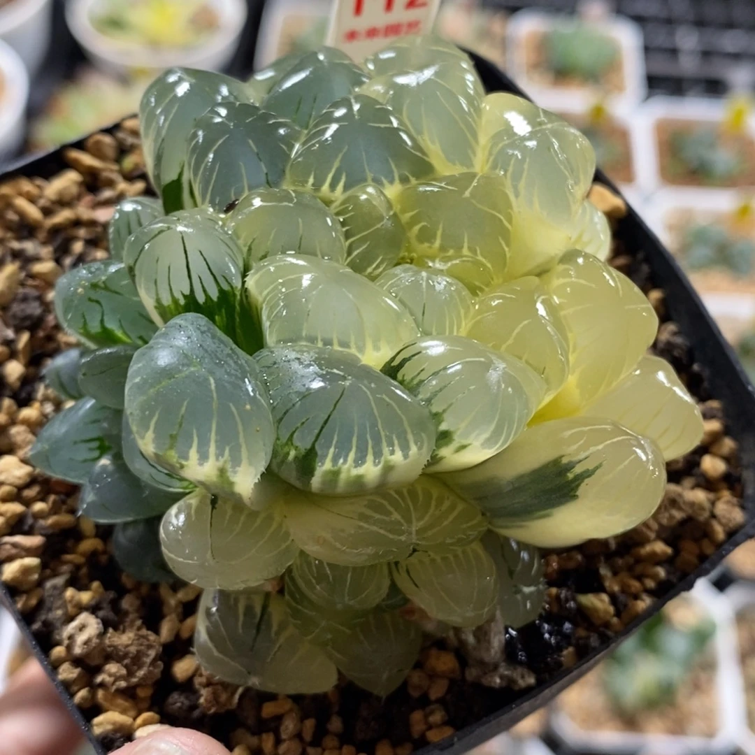 112侧芽湖斑实生湖水玉露锦一物一图