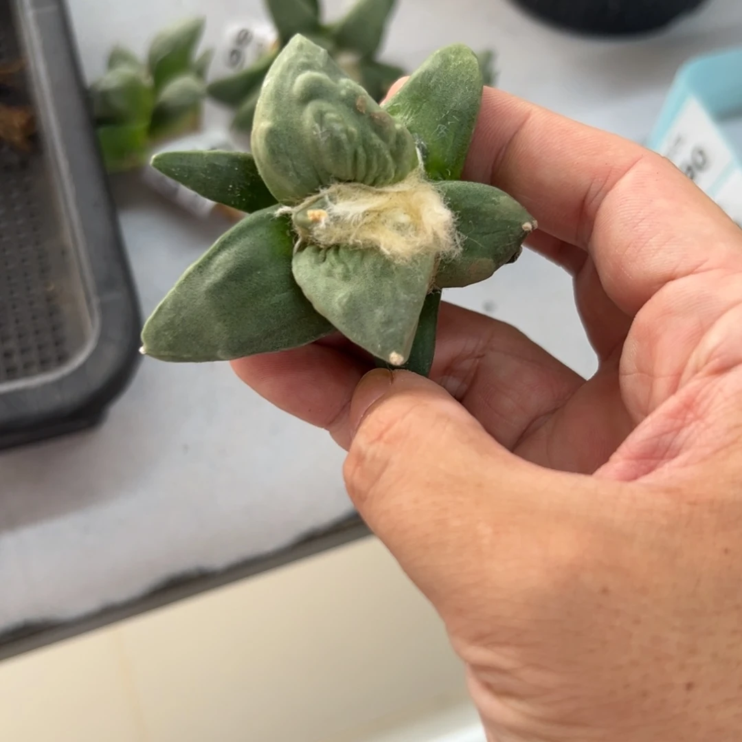 宇*萱D189号牡丹仙人球多肉植物