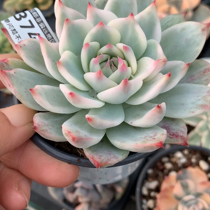 ****蓉无花朵吉娃娃锦1374