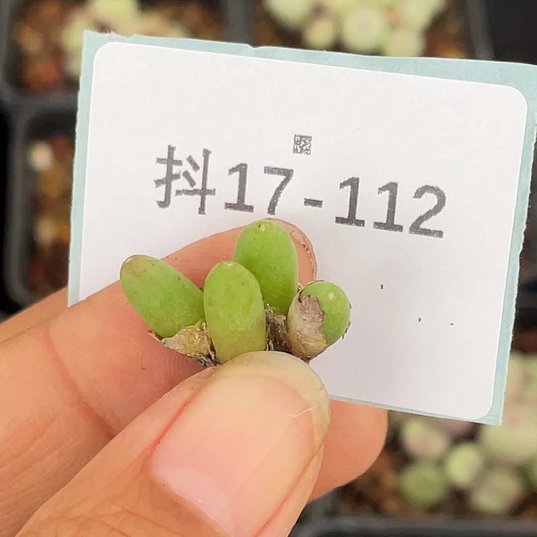 小***口17-112肉锥多肉植物