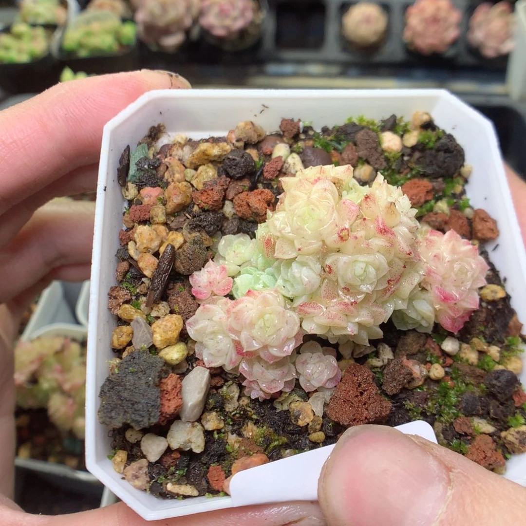 E136y y y y y y y y y g y