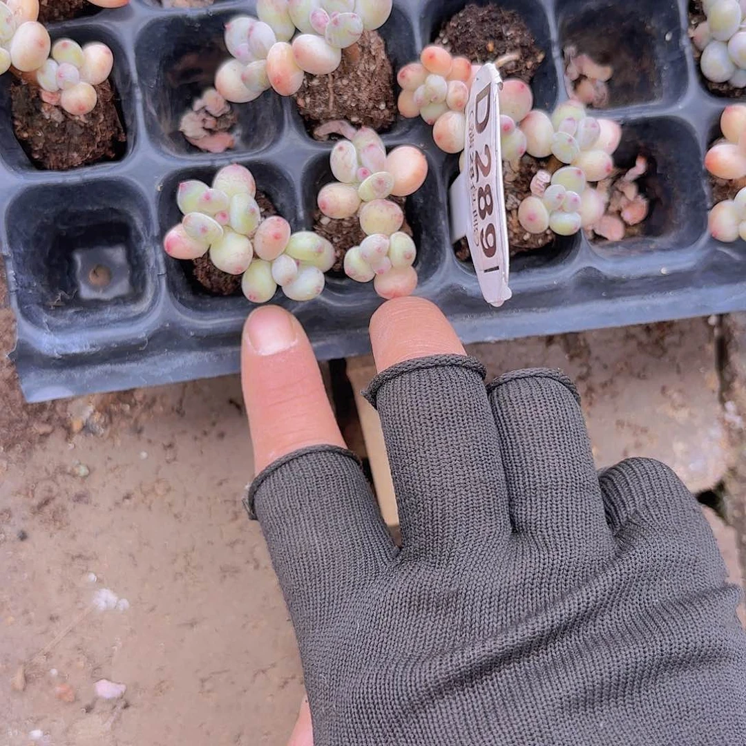 D289两颗苹果奶一物一拍