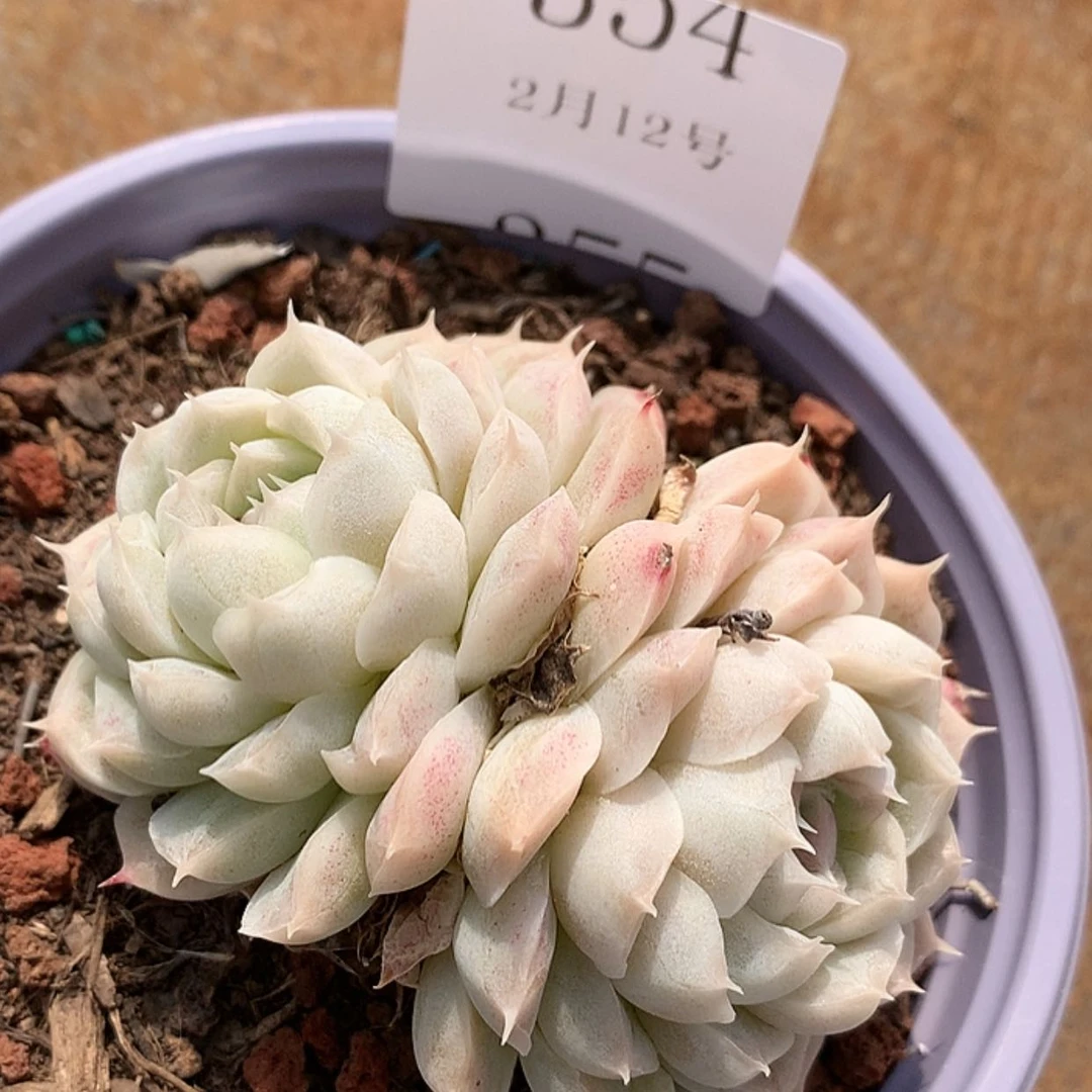 【闪购商品】云354