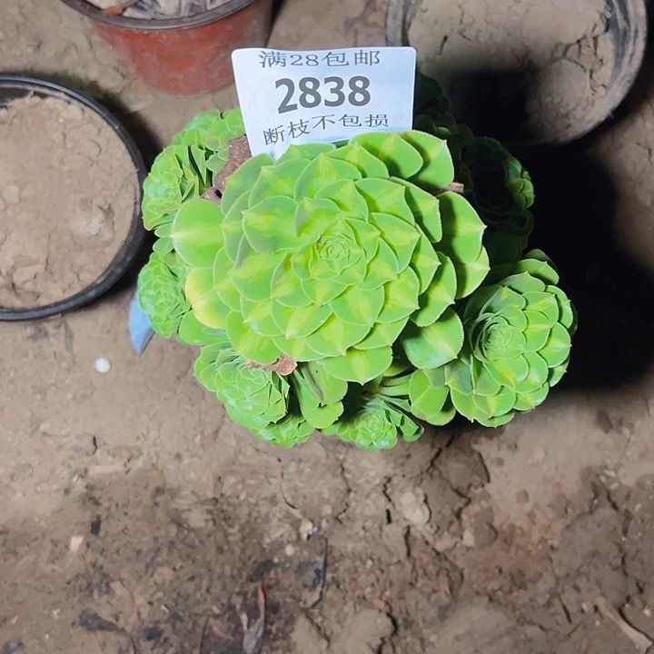 永***念2838翡翠琉璃多肉植物