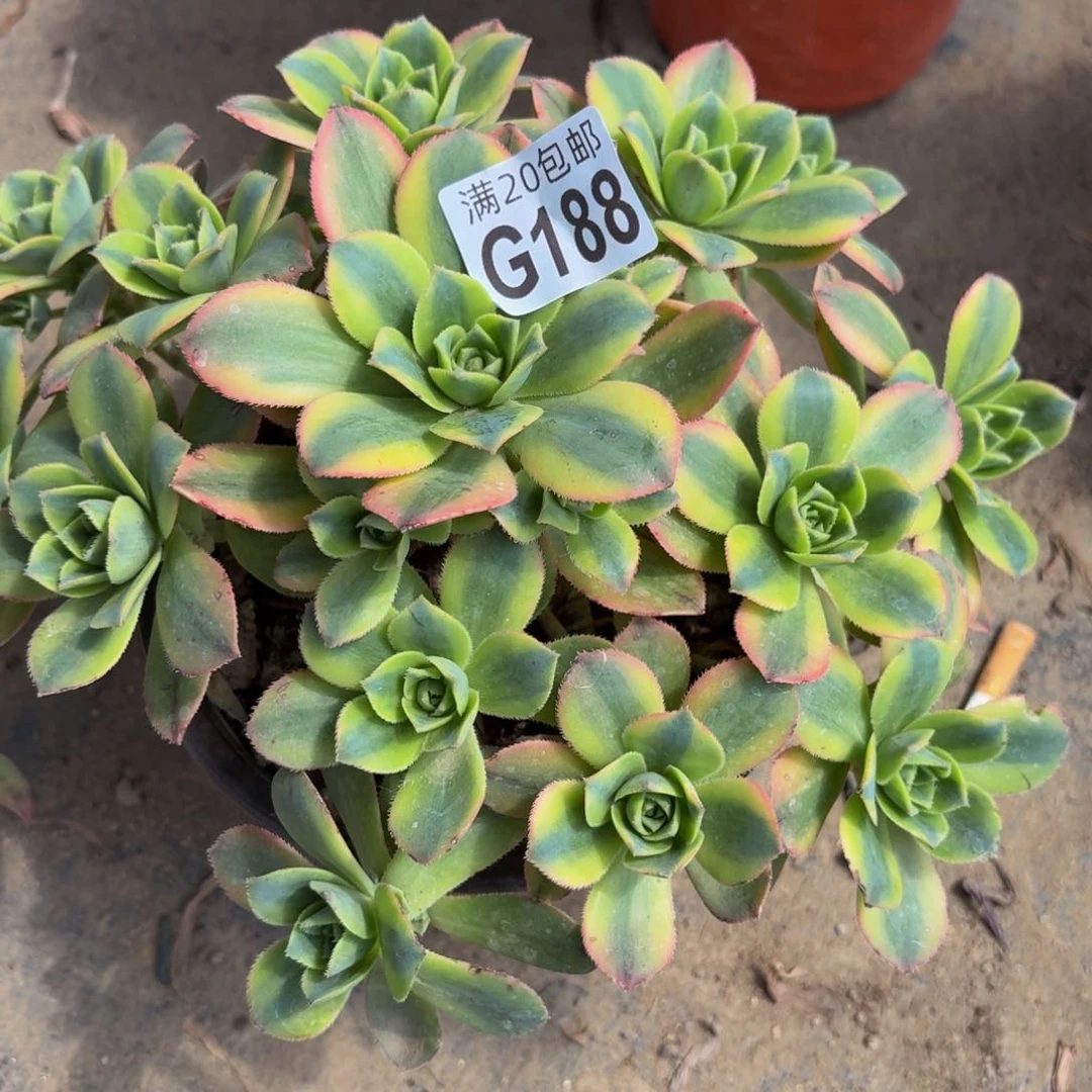 无花朵188多肉植物捧花