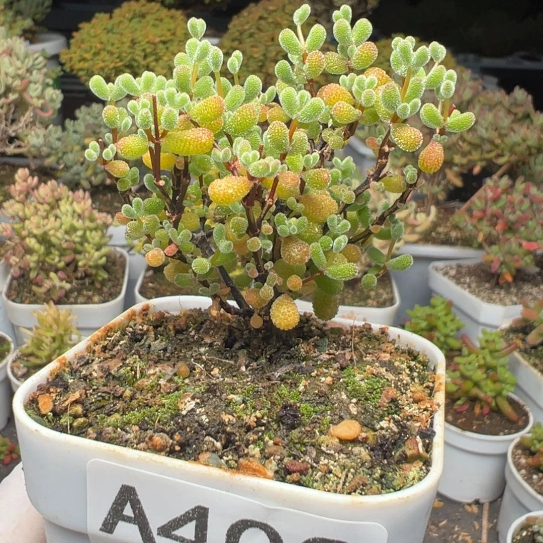 A403翡翠枝干一物一拍