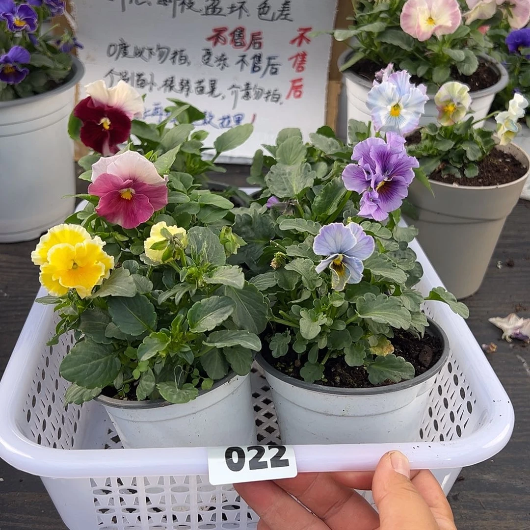 大部分花苞少量开放022号