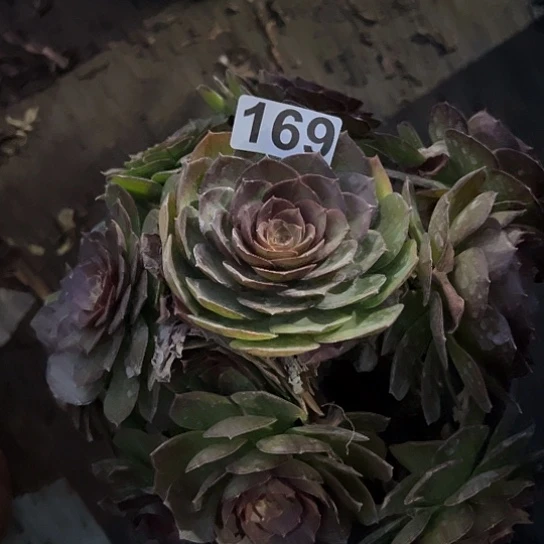 放**己多肉植物一个