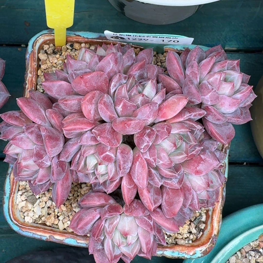 从前慢花园多肉编号1229-170