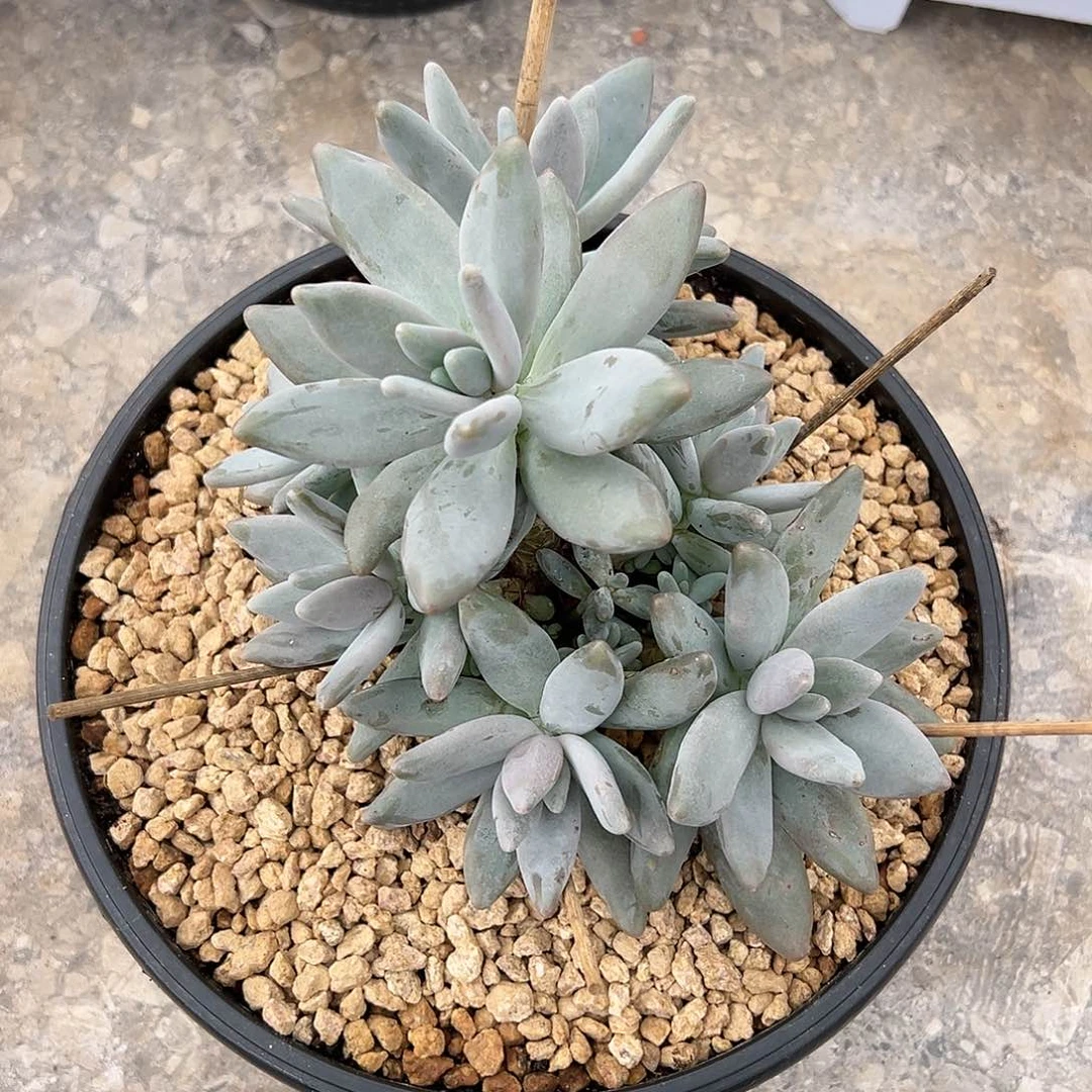 【闪购商品】企鹅大群多肉植物