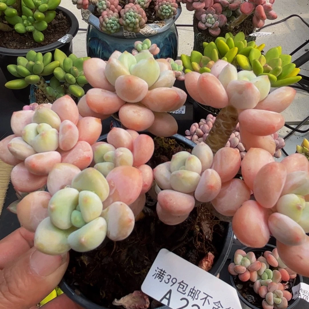 2241香水洛神10cm多肉