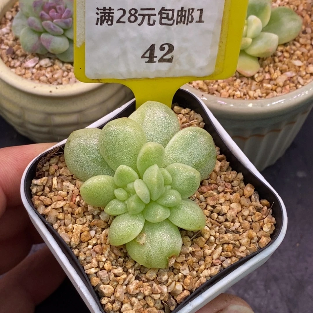 142冰玉石化雪花变异锦