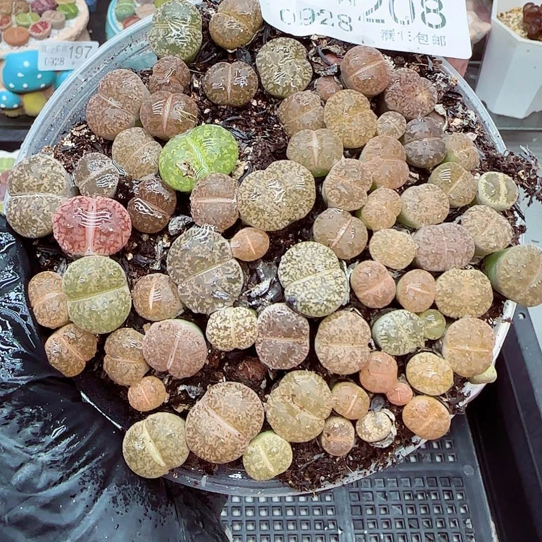 生石花满18包邮0928-208