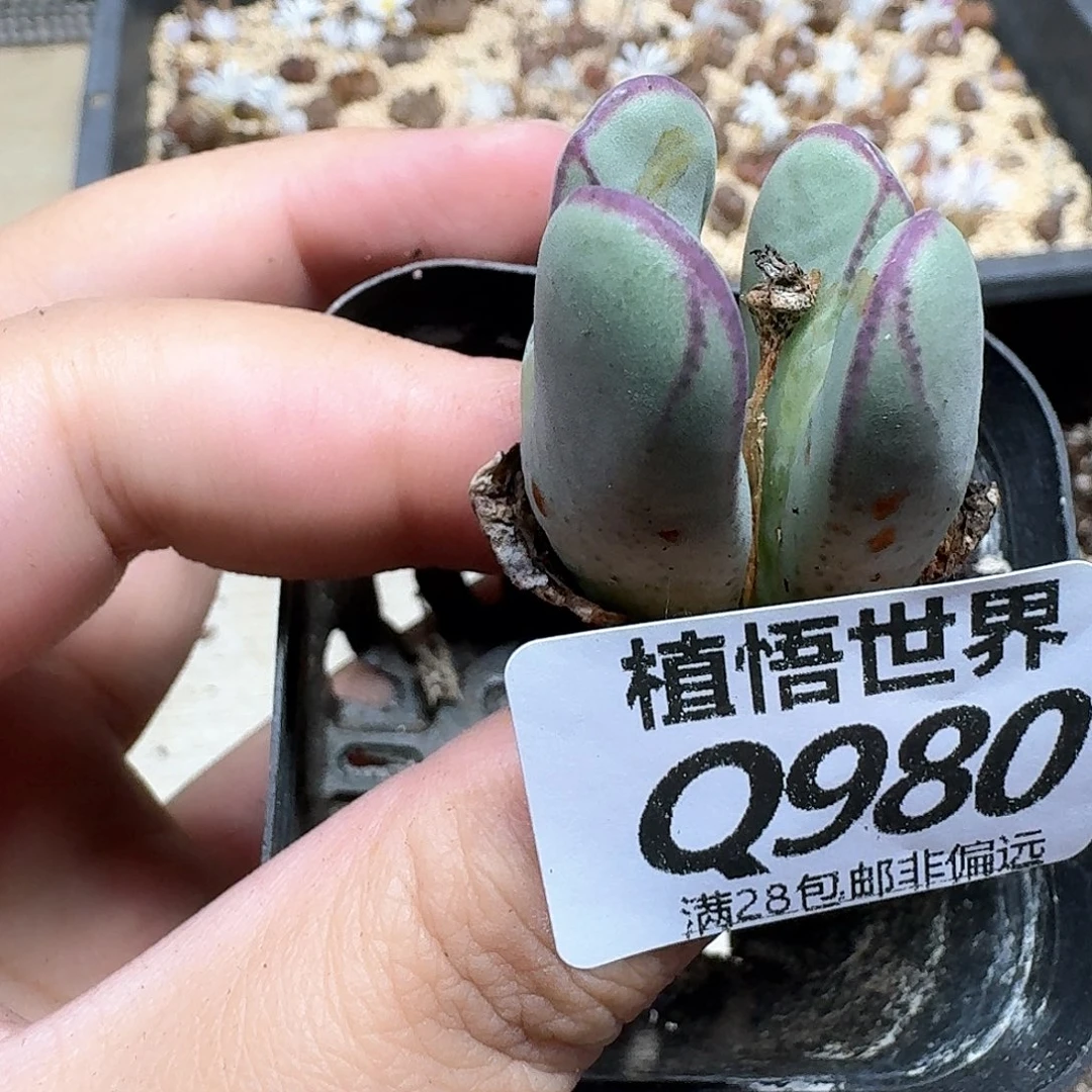 的润泽的润泽之的润泽w