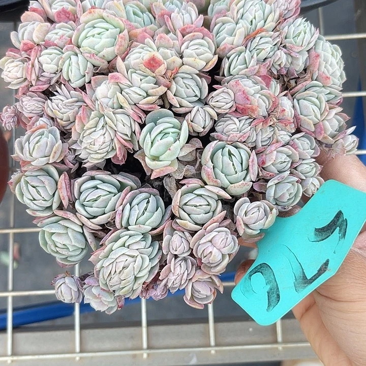 两单包邮，一物一拍576倍瑞缀