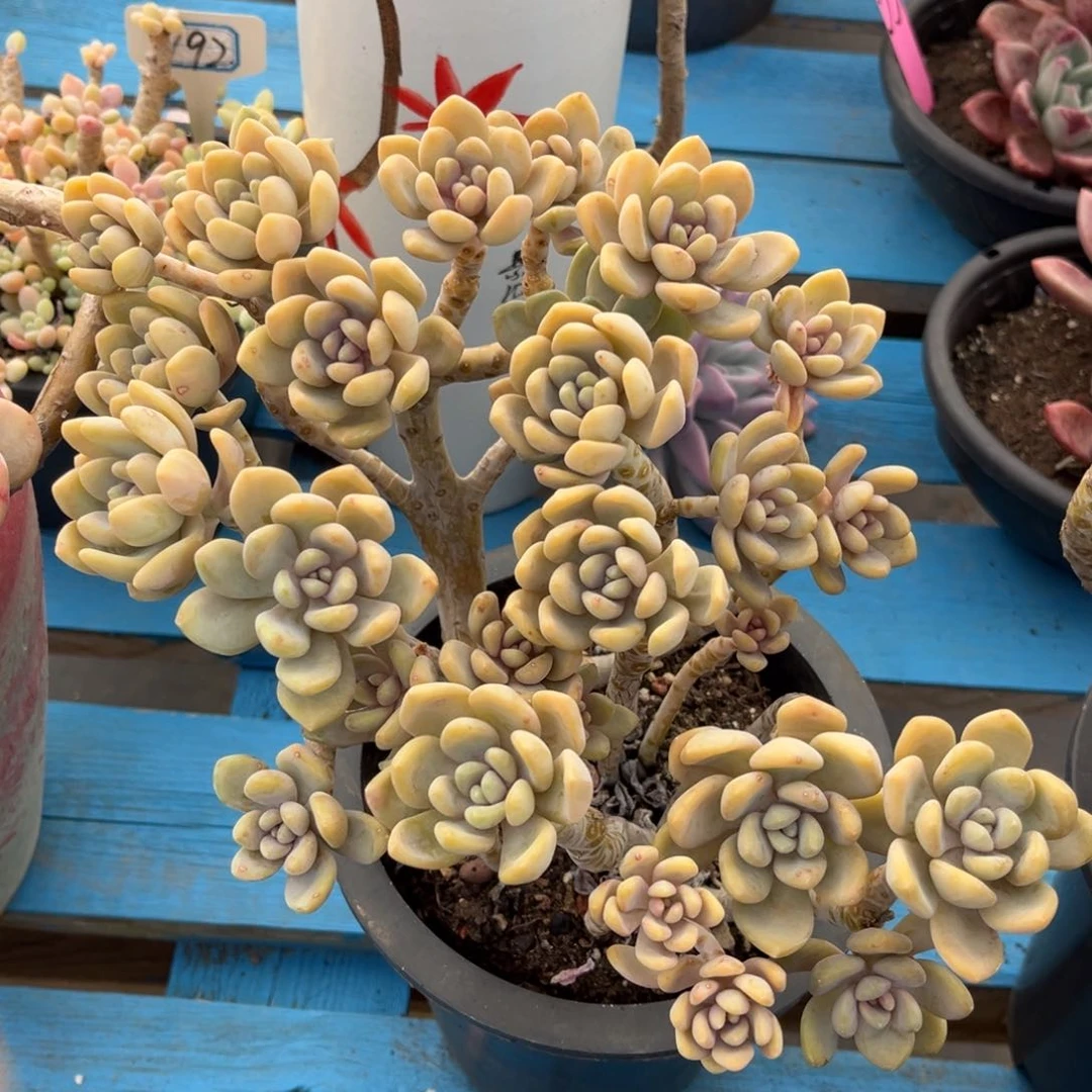 小雨多肉li li美人手指