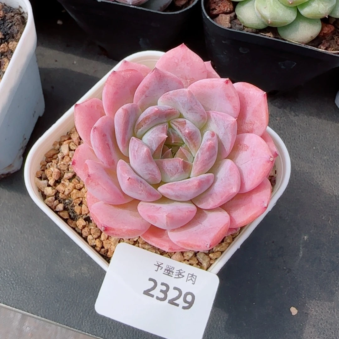 雪魄，2329多肉植物