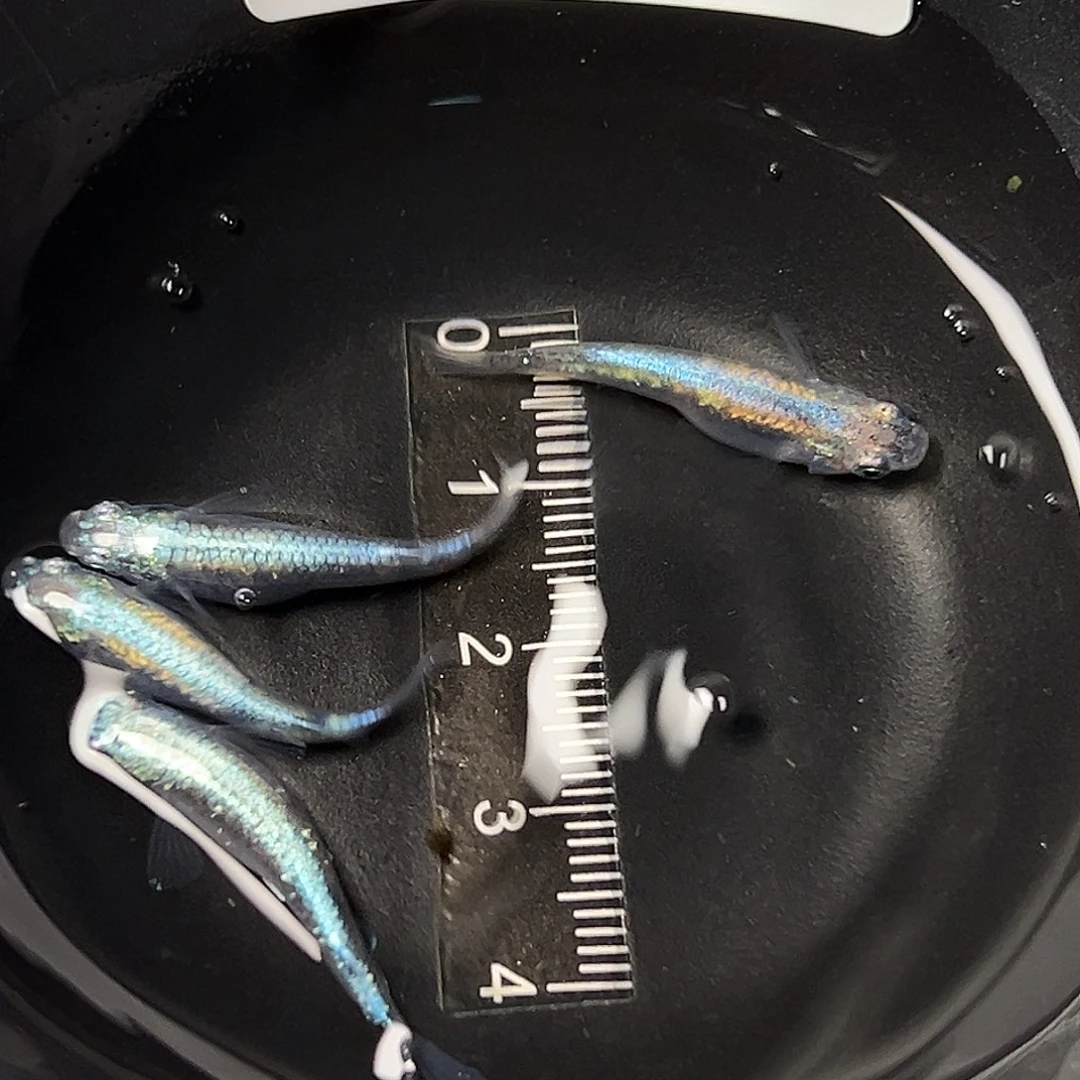 海水黑衣一组62号