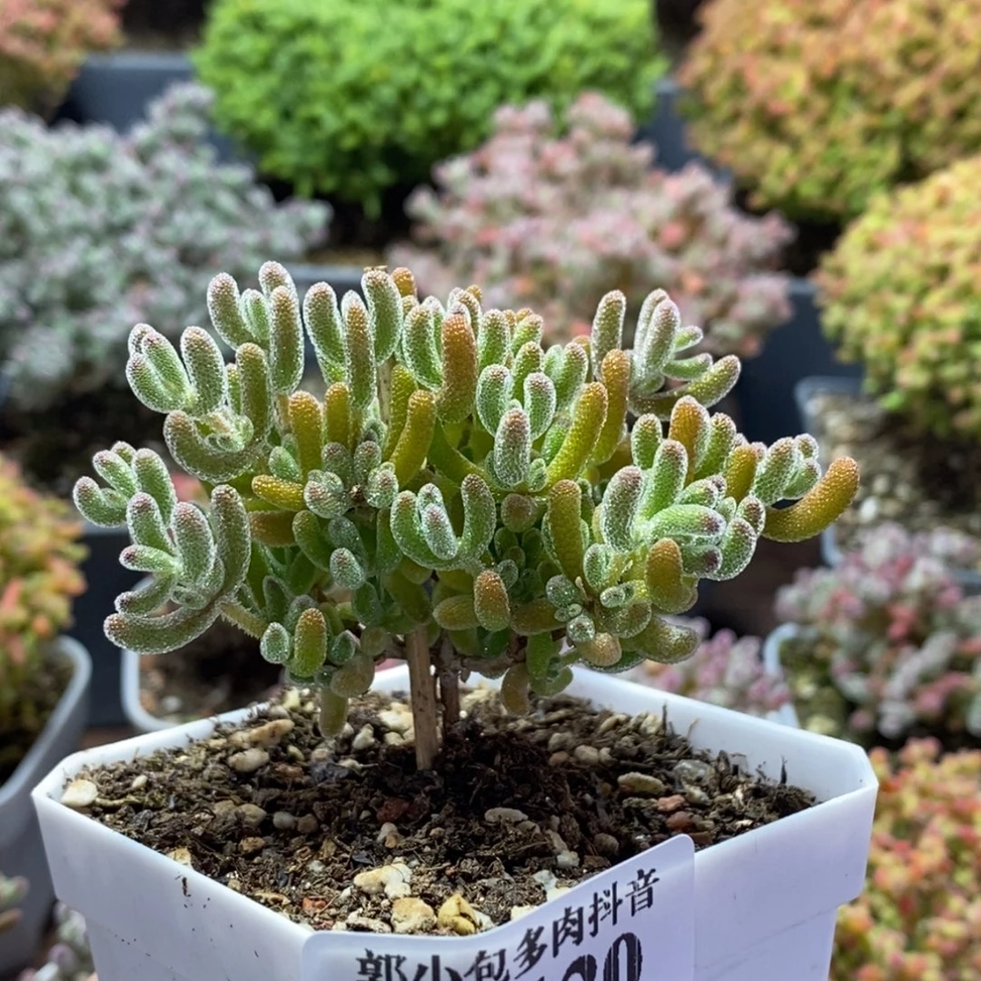 冰橙4120枝干番杏