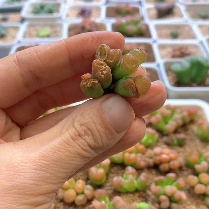 兔*兔头 专拍 肉锥植物